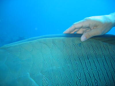 Photo: Ger with Maori wrasse