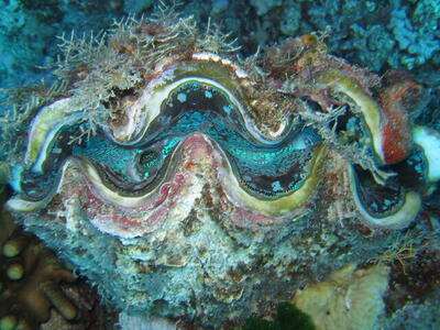 Photo: Giant clam
