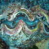 Previous: Giant clam