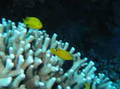 Yellow fishies, Great Barrier Reef, Australia, Nov 2005