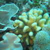 Next: Great Barrier Reef