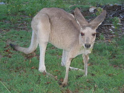 Photo: Kangaroo