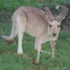 Previous: Kangaroo