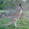Photo: (keyword kangaroo)