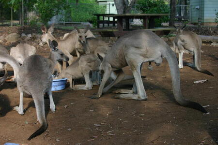 Photo: Kangaroos