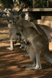 Photo: Kangaroo with joey