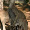 Previous: Kangaroo with joey