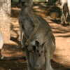 Photo: Kangaroo with joey