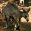 Photo: (keyword kangaroo)