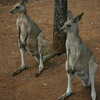 Photo: (keyword kangaroos)