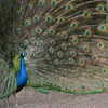 Photo: (keyword peacock)