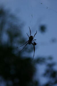 Photo: Spider