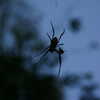 Photo: (keyword spider)