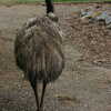 Photo: (keyword emu)