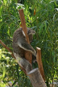 Photo: Koala