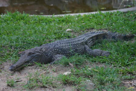 Photo: Crocodile