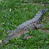 Photo: (keyword crocodile)