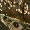 Photo: (keyword barnacles)