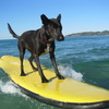 Next: Surfing dog
