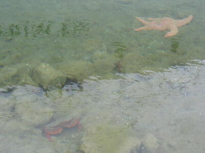 Photo: Crab and starfish