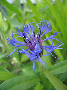 Photo: Blue flower