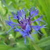 Next: Blue flower