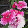 Previous: Pink flowers