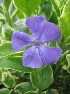 Photo: Purple flower