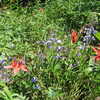Photo: (keyword wildflowers)
