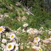 Photo: (keyword wildflowers)