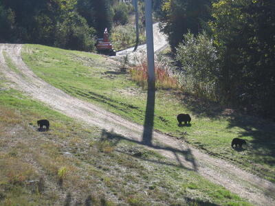 Photo: Black bears