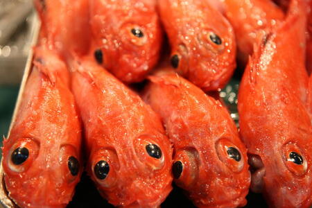 Photo: Orange fish