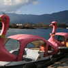 Next: Pink goose boats