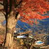Previous: Japanese maple tree