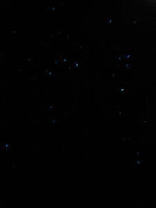 Photo: Bioluminescent plankton