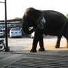 Photo: (keyword elephant)