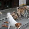 Previous: Dogs playing