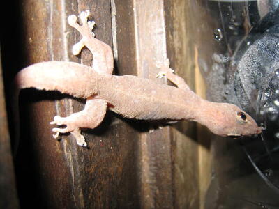 Photo: Gecko licking