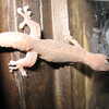 Photo: (keyword gecko)