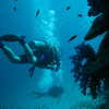 Previous: Scuba diving