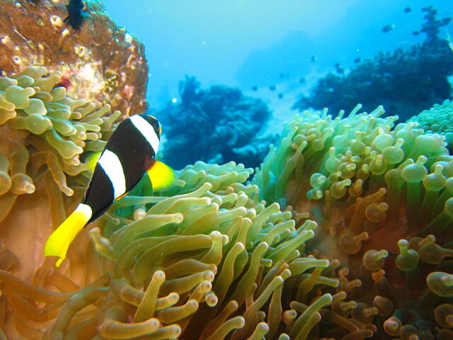 Clownfish and anemone