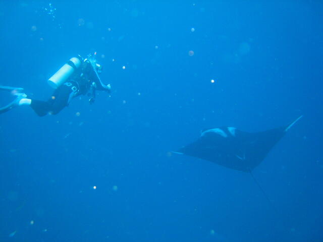Diver and manta ray