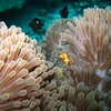 Next: Clownfish and anemone