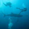 Photo: Divers and whale shark