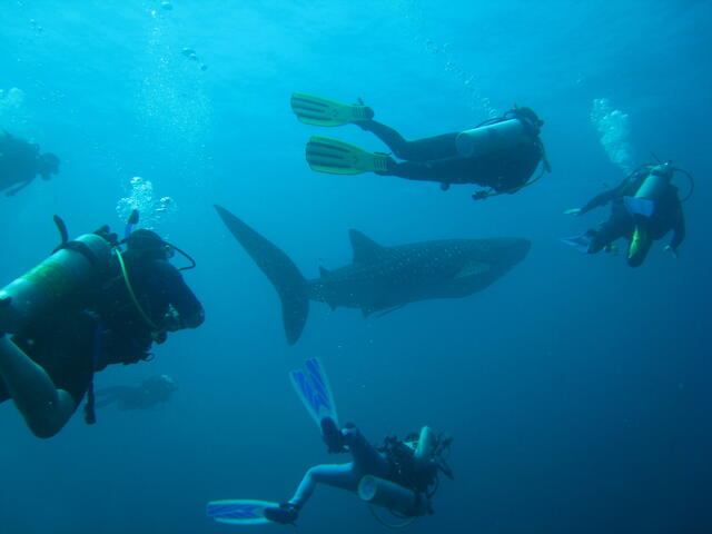 Divers and whale shark