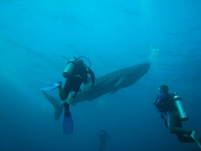 Divers and whale shark
