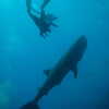 Previous: Divers and whale shark