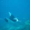 Next: Manta ray