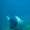 Previous: Manta ray