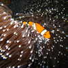 Photo: (keyword anemone)